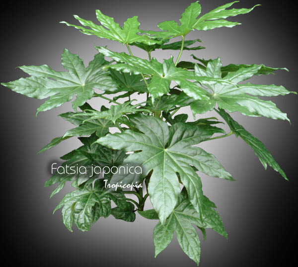 Aralia - Fatsia japonica - Aralie Japonaise, Aralia sieboldii - Japanese Aralia